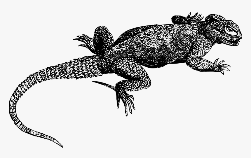 Lizard Reptile Green Spiny - Iguana Free Clip Art White, HD Png Download