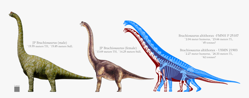 Transparent Brachiosaurus Png, Png Download