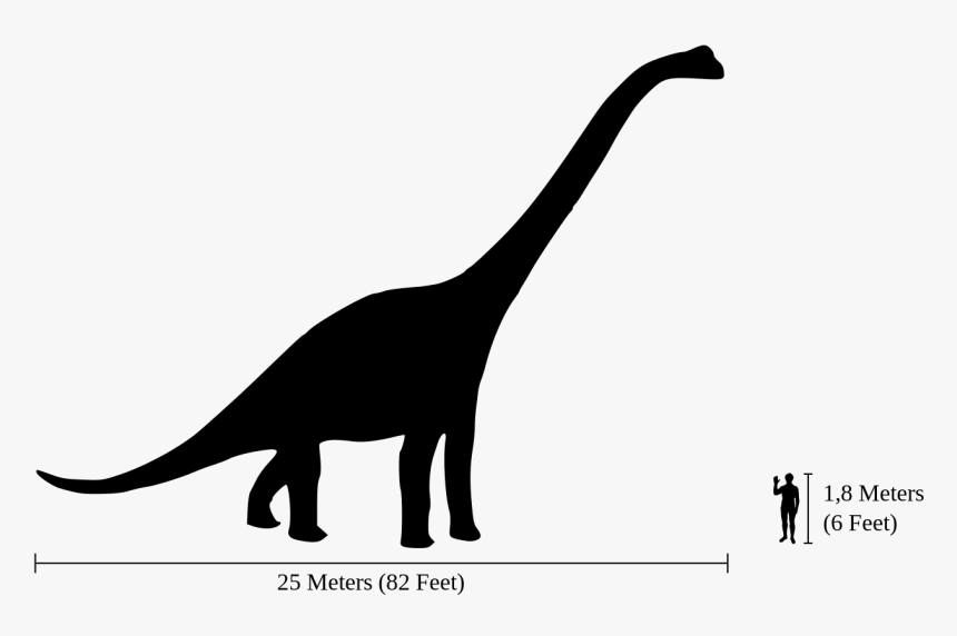 Brachiosaurus Next To Human, HD Png Download