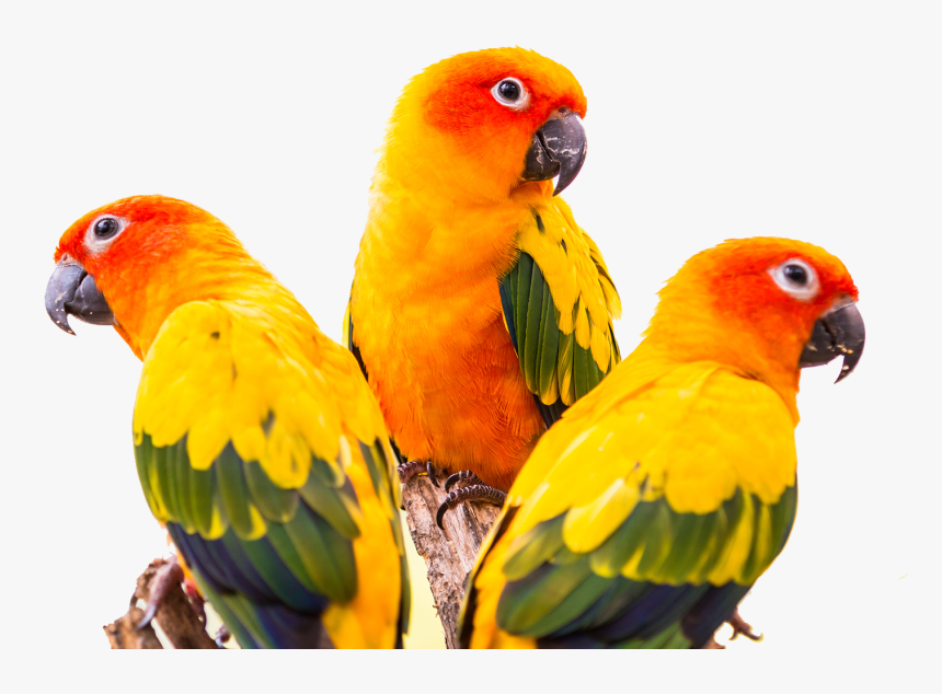 Conure Green Cheeked Parakeet Bird Colorful Greencheeked - Green Cheek Sun Conure Conure, HD Png Download