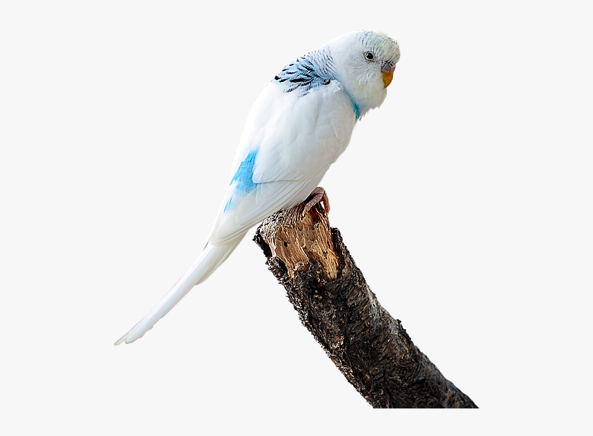 Image Cropped, Parakeet White, Budgie, Bird, Ave - Budgie Gif Transparent Background, HD Png Download