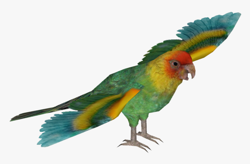 Transparent Parakeet Clipart - Hyacinth Macaw Png, Png Download