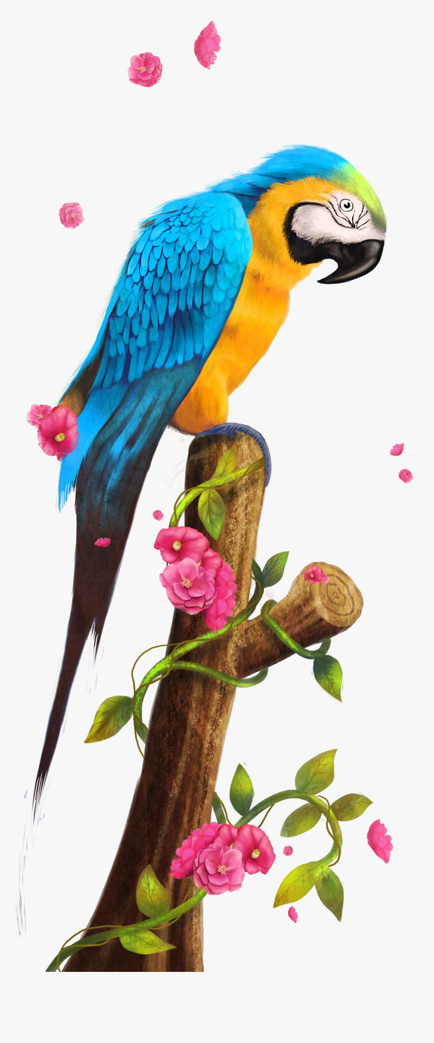 Parrot Nest Bird Clip Art, HD Png Download