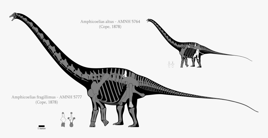 Brontosaurus Drawing Svg - Argentinosaurus Diplodocus, HD Png Download