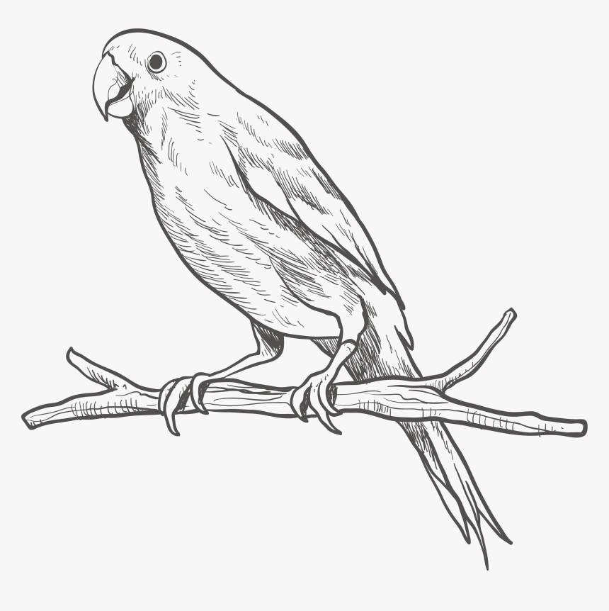 Parrot Drawing Outline