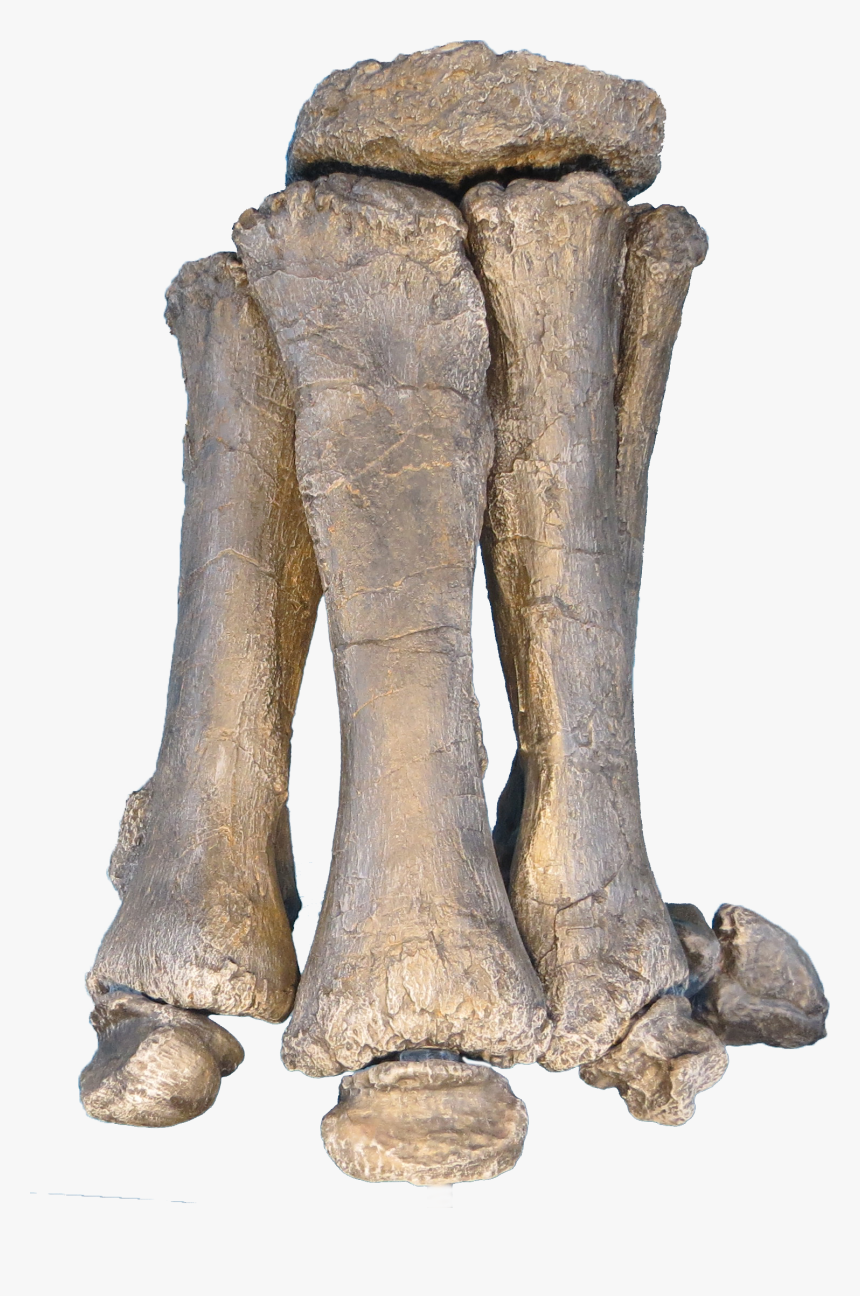 Brachiosaurus Foot, HD Png Download