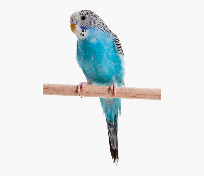 Blue Budgie, HD Png Download