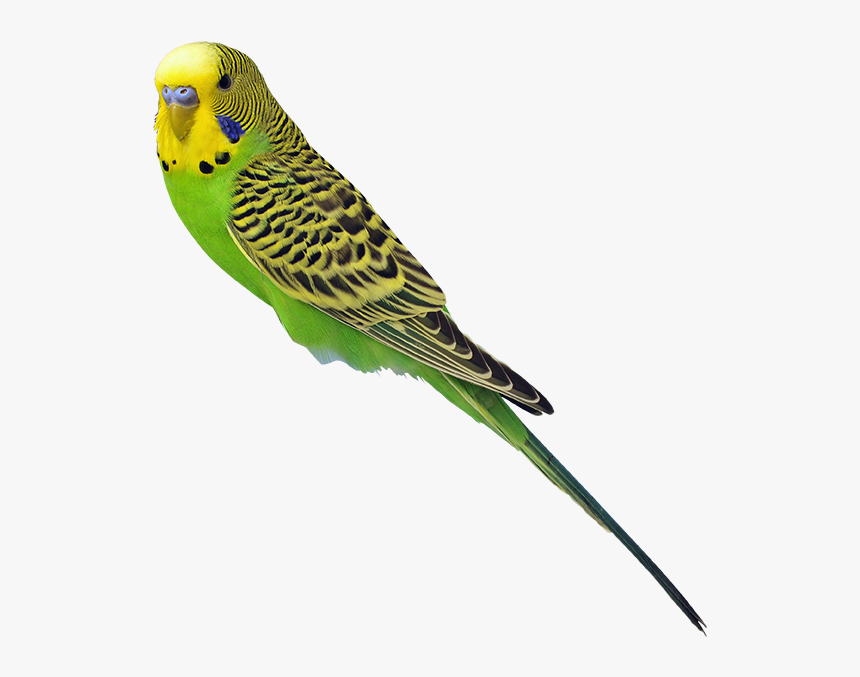 Parakeet - Transparent Parakeets Png, Png Download