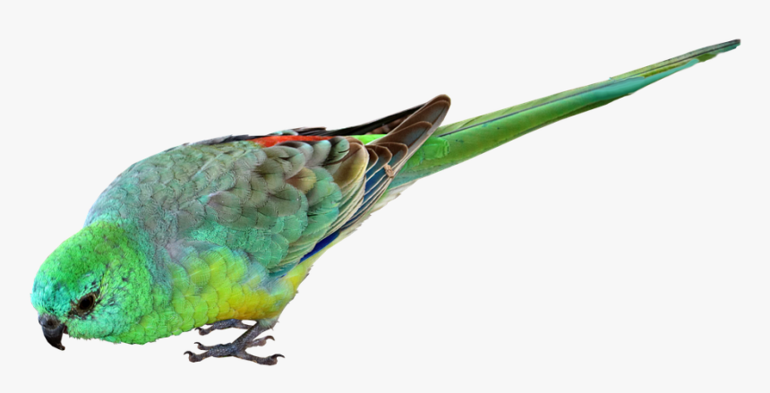 Bird, Parrot, Small, Green, Australian, Wildlife - Australian Parrot Png, Transparent Png