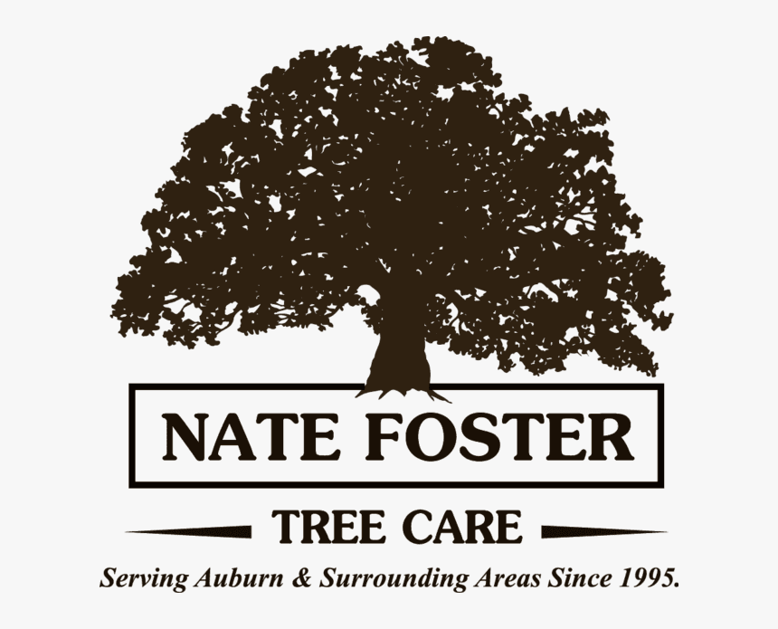 Nate Foster Tree Care - Toddy Oaks, HD Png Download