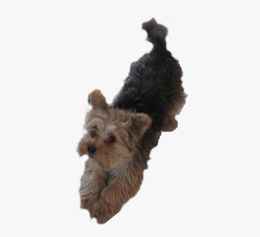 Yorkie Dog Pleading - Dogs Clipart Yorkie, HD Png Download