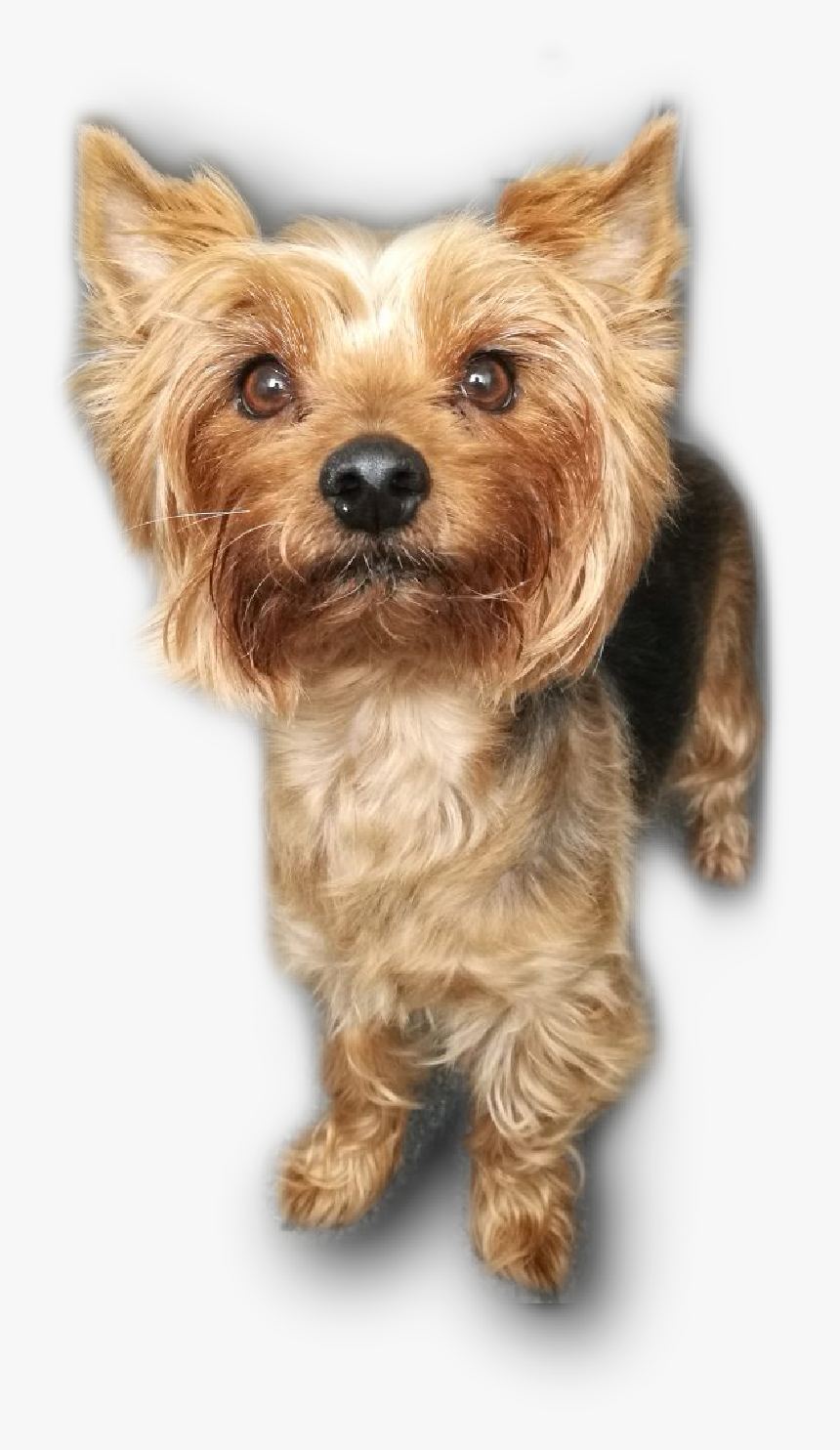 Australian Terrier - Puppy Yorkshire Terrier Png Transparent, Png Download