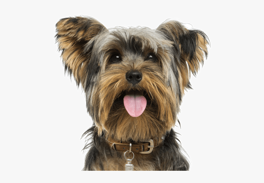 Yorkshire Terrier Png, Transparent Png