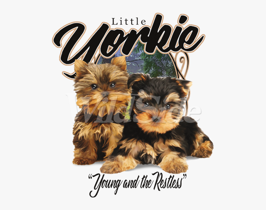 Little Yorkie Young & Restless - Cute Puppies, HD Png Download