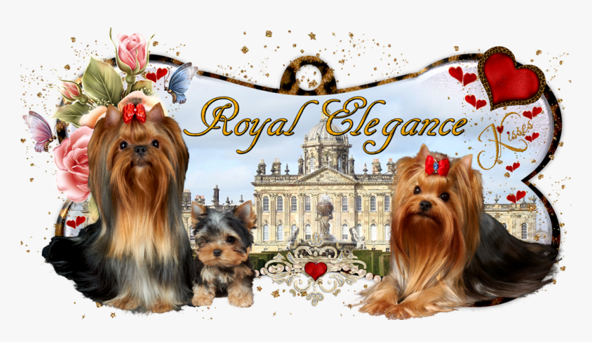 Yorkshire Terrier, HD Png Download