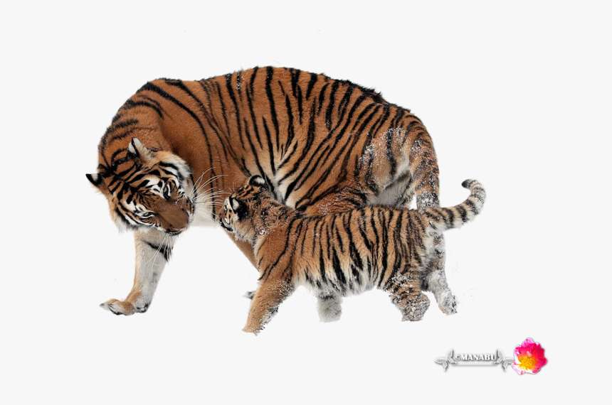 Mnb Yorkshire Terrier Chicho - Amur Tiger Cubs In Wild, HD Png Download