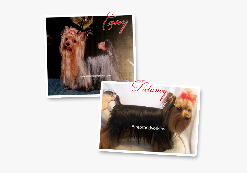 Yorkshire Terrier, HD Png Download