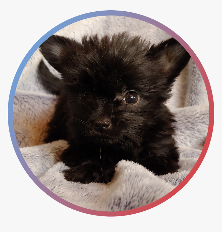 Pomeranian, HD Png Download