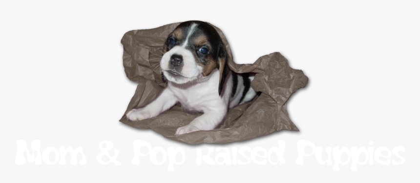 Mom & Pop Raised Puppies - Mom And Pop Raised Puppies, HD Png Download