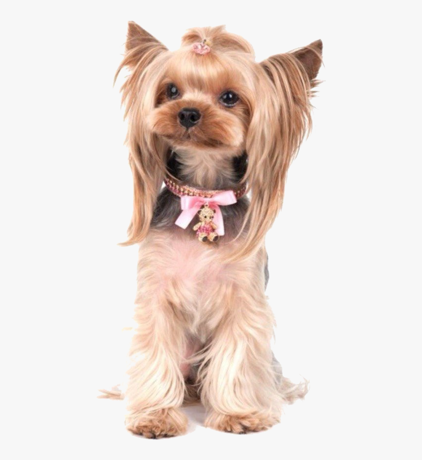 Yorkie Poo Photos - Yorkshire Terrier Yorkie Puppy Walking Clip Art Free, HD Png Download