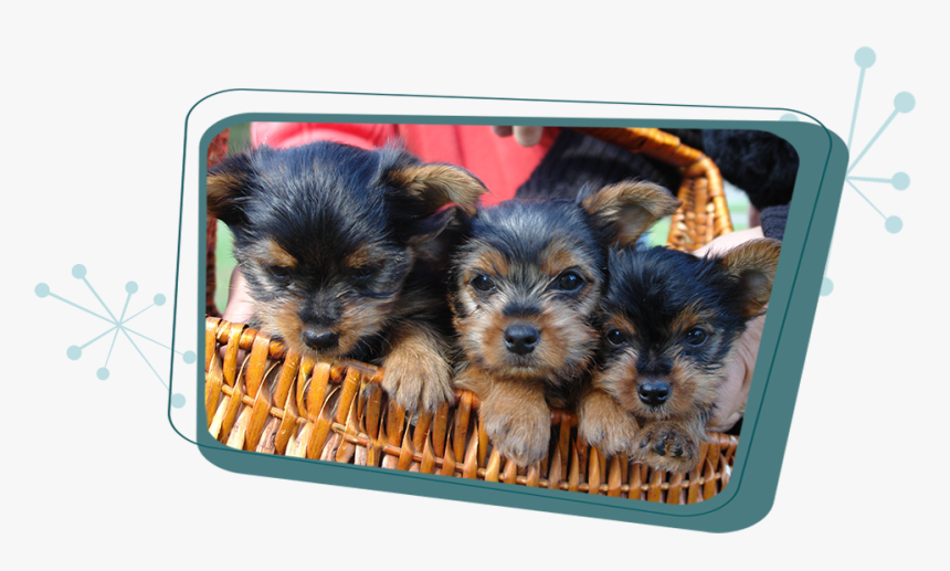 Cute Yorkie Puppies, HD Png Download
