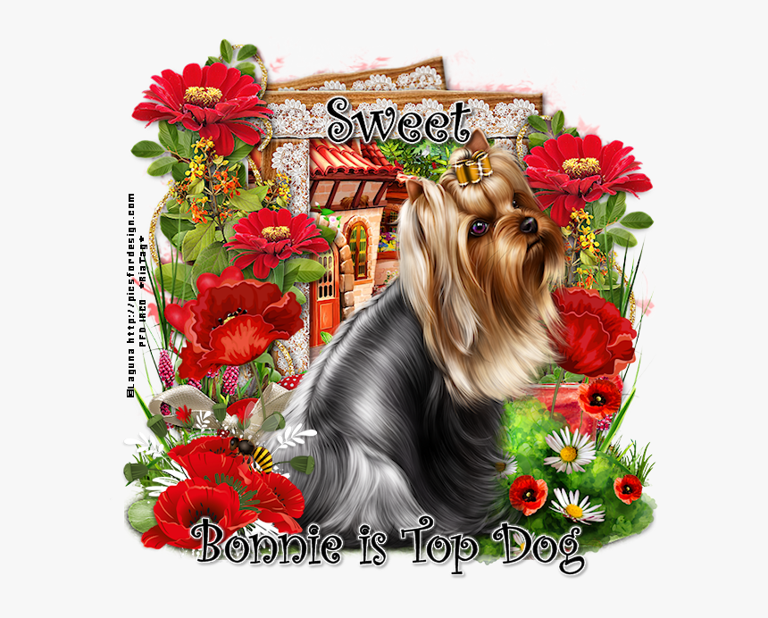 Bonnie Is Top Dog Sw - Yorkshire Terrier, HD Png Download