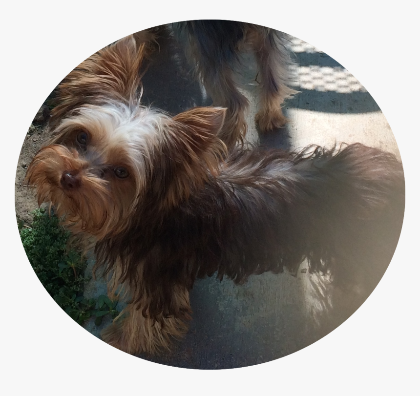 Yorkshire Terrier, HD Png Download