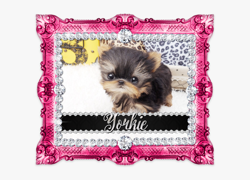 Yorkie Png, Transparent Png