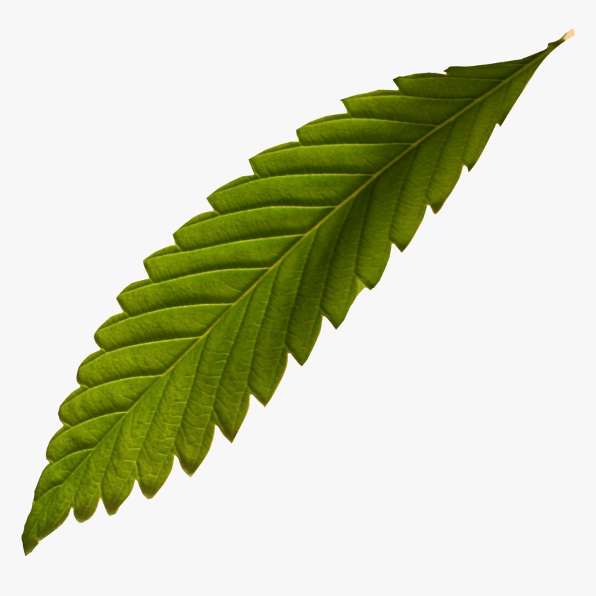 Hemp - Fern - Ulmus Alata, HD Png Download