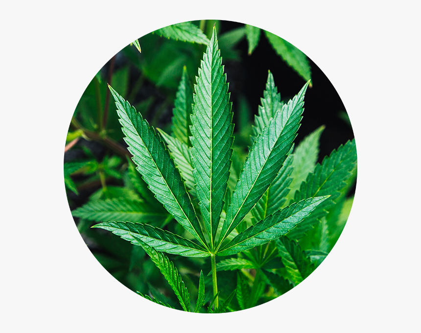 Cannabis Aphids Leaf Damage, HD Png Download