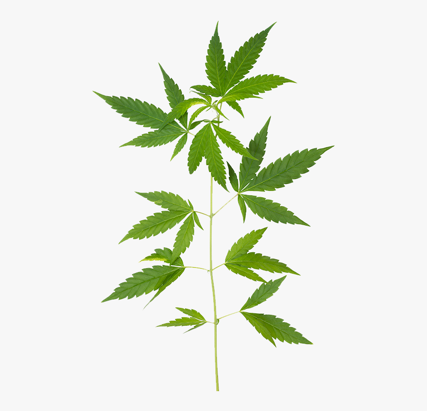 Marijuana Leaf, HD Png Download