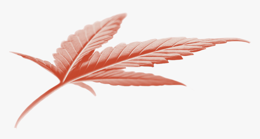 Maple Leaf, HD Png Download
