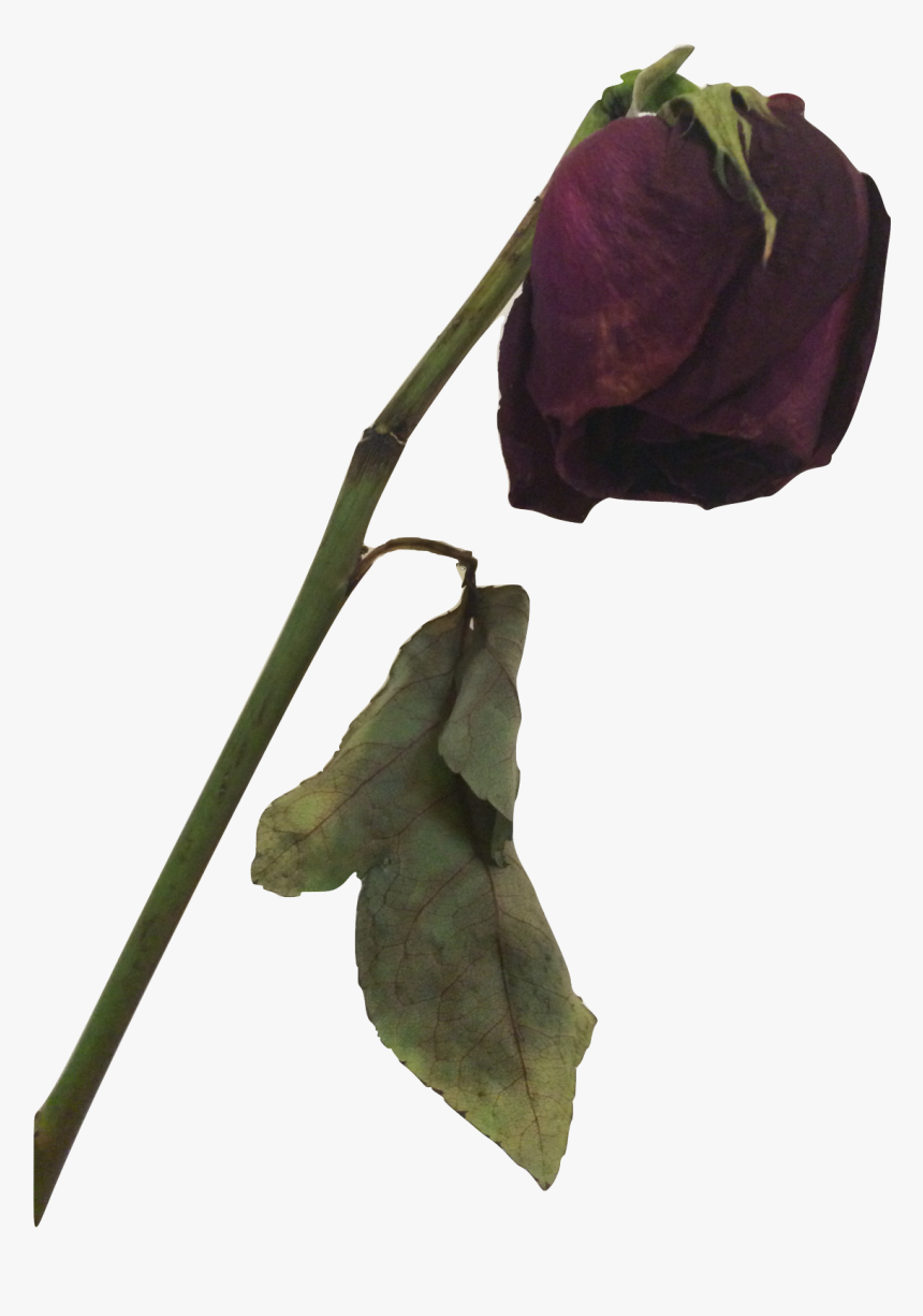 Dead Rose Png - Dead Flower Png, Transparent Png , Transparent Png