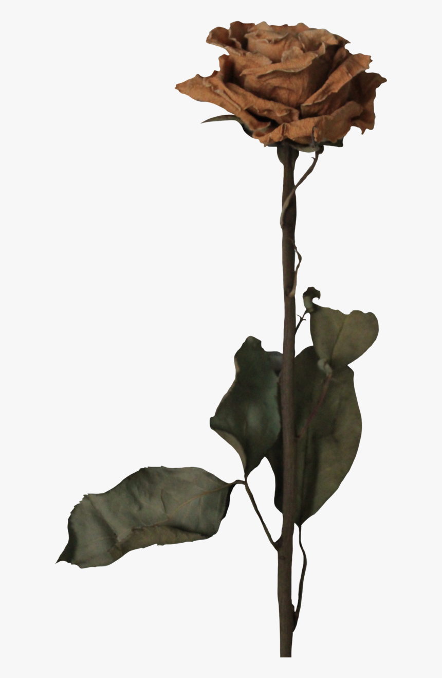 646 X 1238 - Dead Flowers Png, Transparent Png , Transparent Png Image