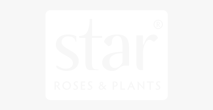 Star® Roses And Plants - Graphic Design, HD Png Download