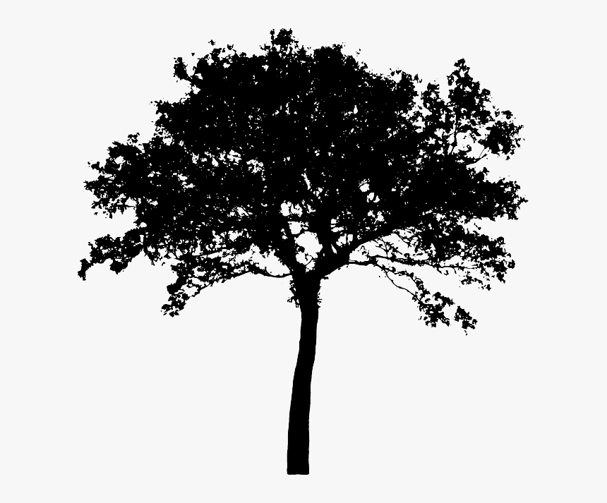 Tree, Bush, Nature, Leaves, Trunk, Silhouette - Silhouette Tree Vector Png, Transparent Png