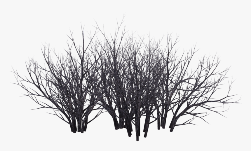 Shrub Tree Photography Black And White - Desert Bush In Png, Transparent Png