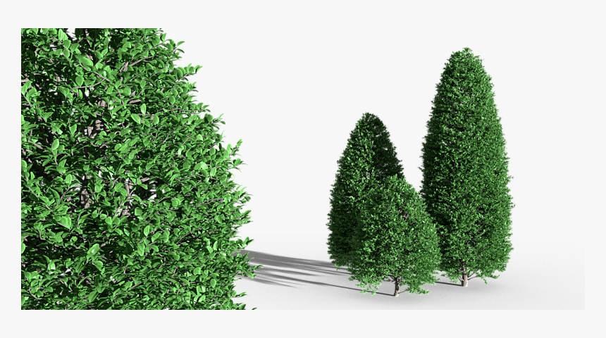 Christmas Tree, HD Png Download