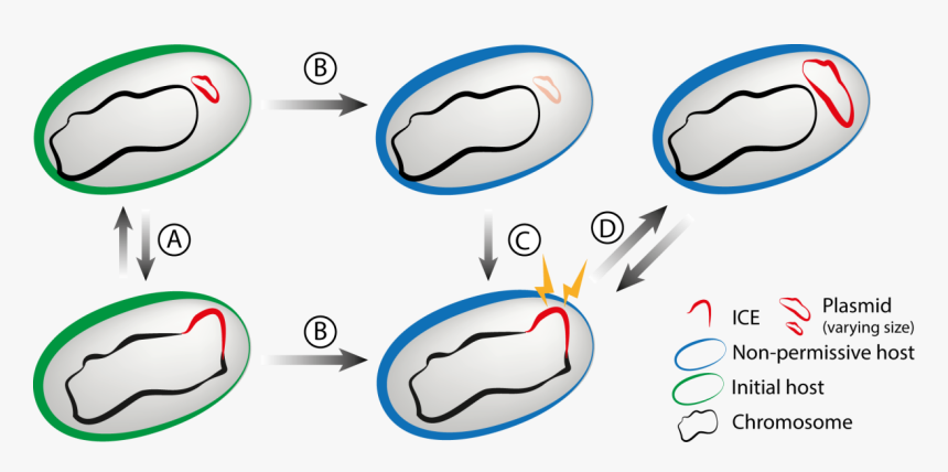 I Did My Phd In Eduardo Rocha S Lab Working On The - Cartoon, HD Png Download