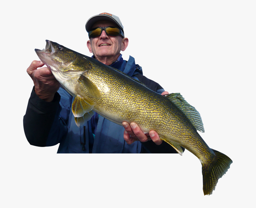 Rainy Lake Trophy Walleye Fishing - Bass, HD Png Download