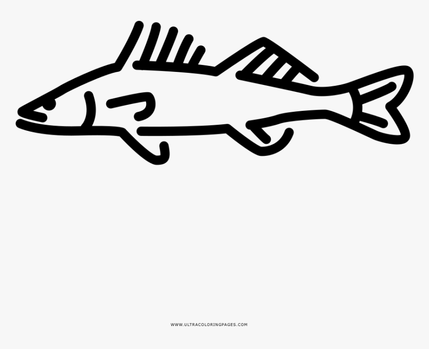 Walleye Coloring Page - Illustration, HD Png Download