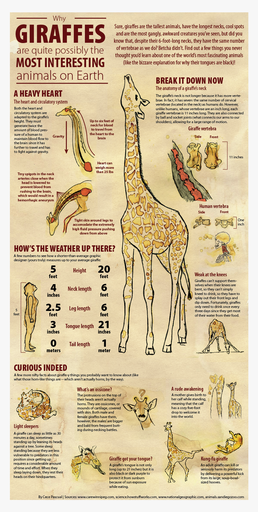 Transparent Baby Giraffe Png - Infografia De La Jirafa, Png Download