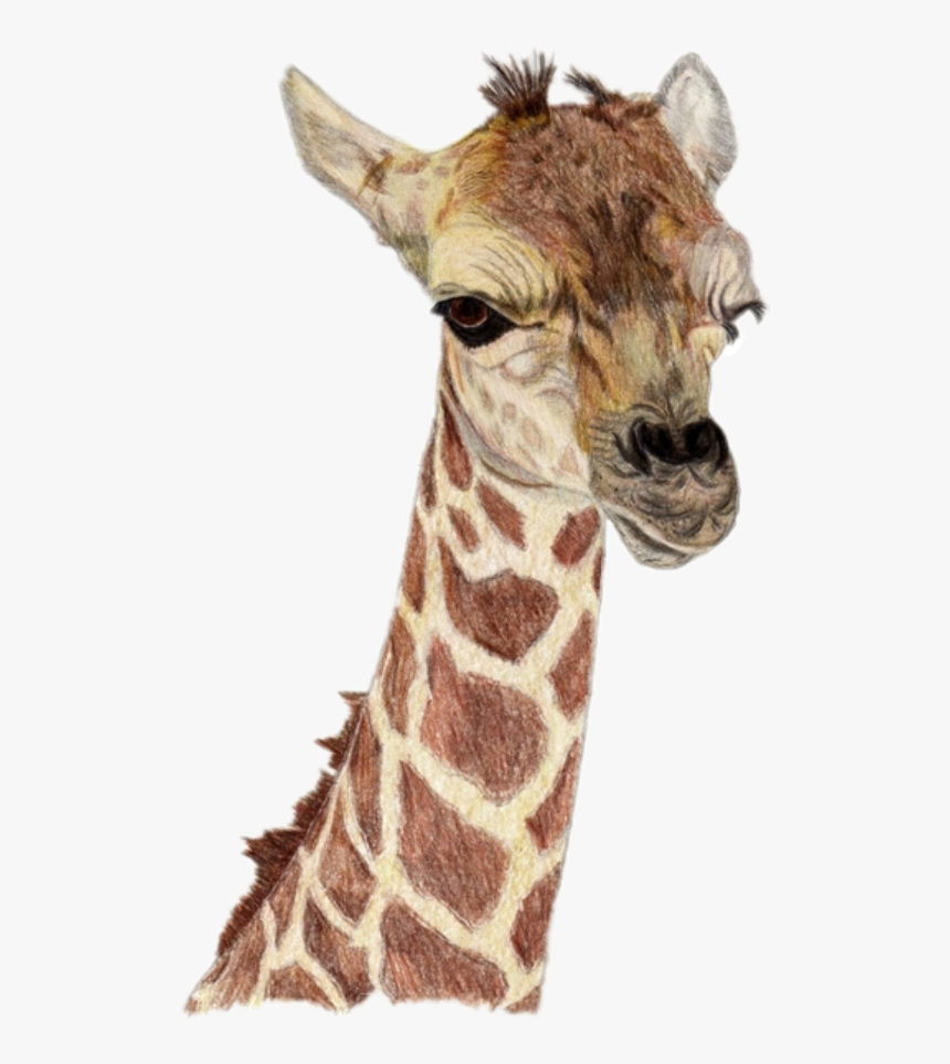 #family #cute #follow #love2edit #baby #giraffe - Baby Giraffe, HD Png Download