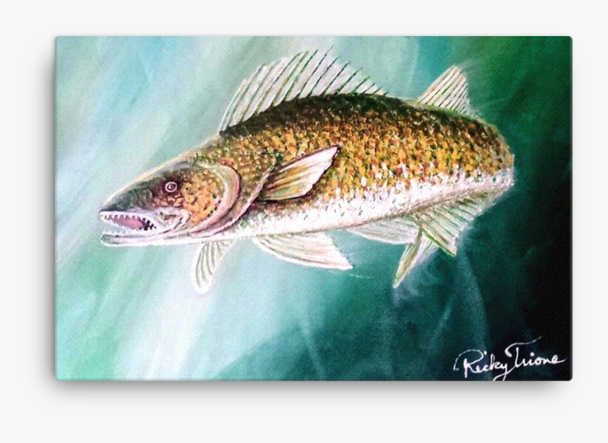 Walleye Pike By Ricky Trione - Brown Trout, HD Png Download