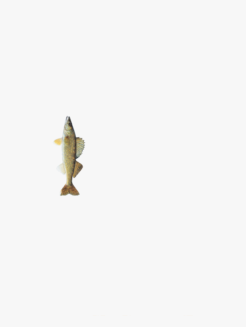 South Dakota State Fish, HD Png Download