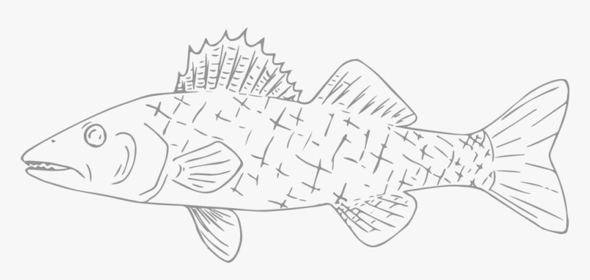 Willards Walleye - Striped Burrfish, HD Png Download