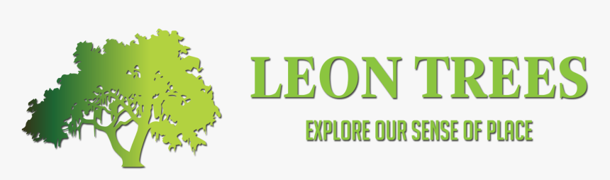 Christmas Tree, HD Png Download