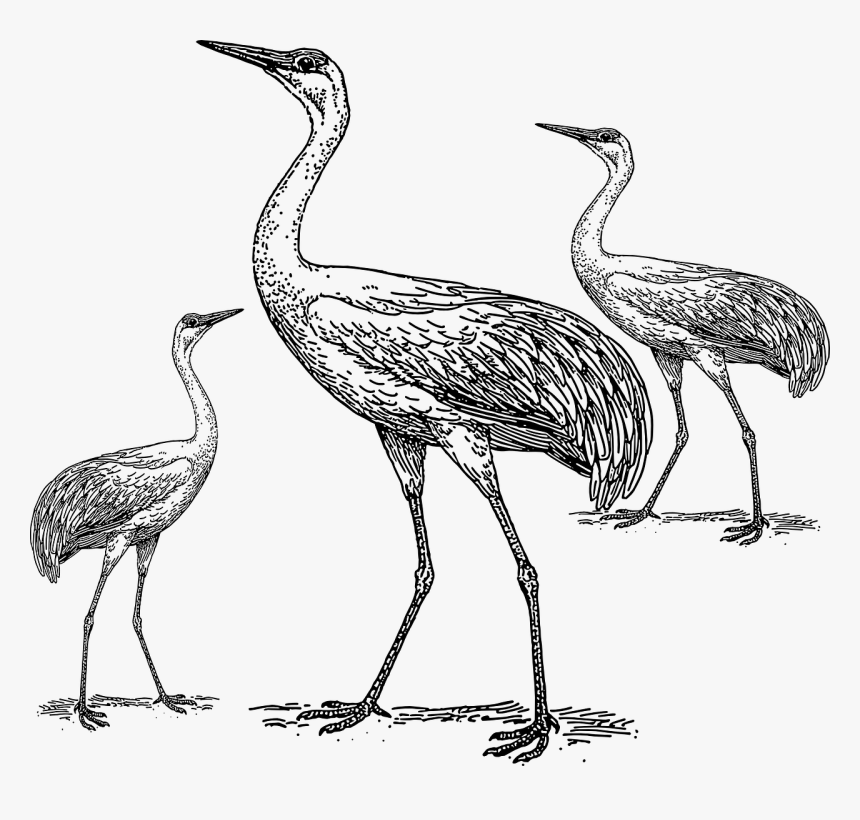 Crane Bird Drawing, HD Png Download