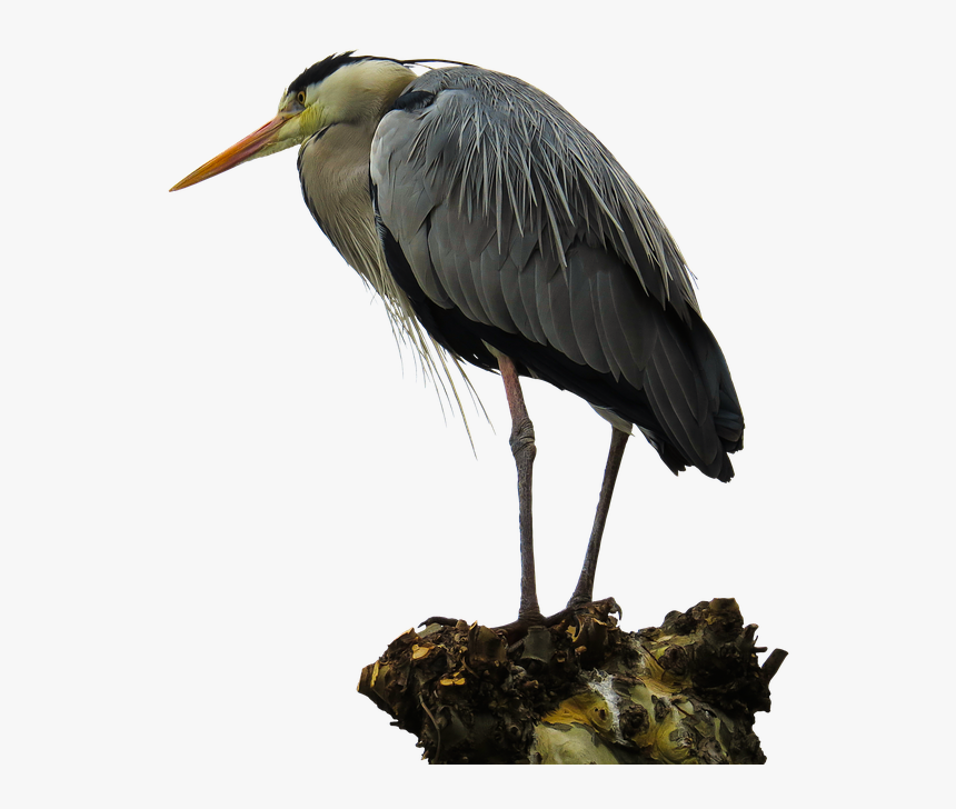 Crane Bird Png, Transparent Png