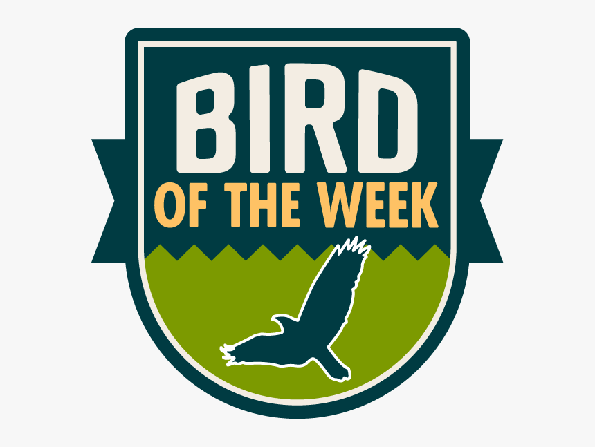 Birdwatching Opportunities In Washington - Boiled Wonderland And The End, HD Png Download